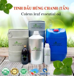 Tinh dầu tần coleus leaf oil bán sỉ kg buôn lít giá rẻ mua ở đâu