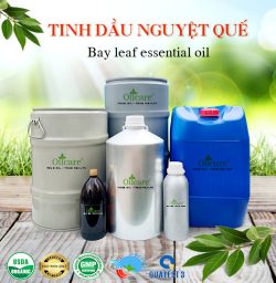 Tinh dầu nguyệt quế bay leaf oil bán sỉ buôn kg lít rẻ mua ở đâu