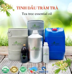 Tinh dầu tràm trà tea tree oil bán sỉ buôn lít kg giá rẻ mua ở đâu