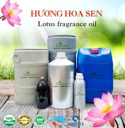 Tinh dầu hoa sen lotus oil bán sỉ buôn lít kg giá rẻ mua ở đâu