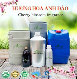 Tinh dầu hoa anh đào cherry blossom oil bán sỉ kg lít buôn rẻ