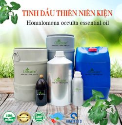 Tinh dầu thiên niên kiện bán sỉ lít kg buôn giá rẻ Homalomena occulta mua ở đâu