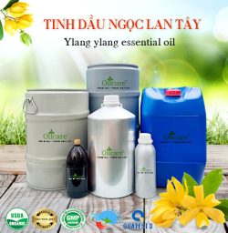 Tinh dầu ngọc lan tây ylang oil bán sỉ lít kg buôn giá rẻ mua ở đâu